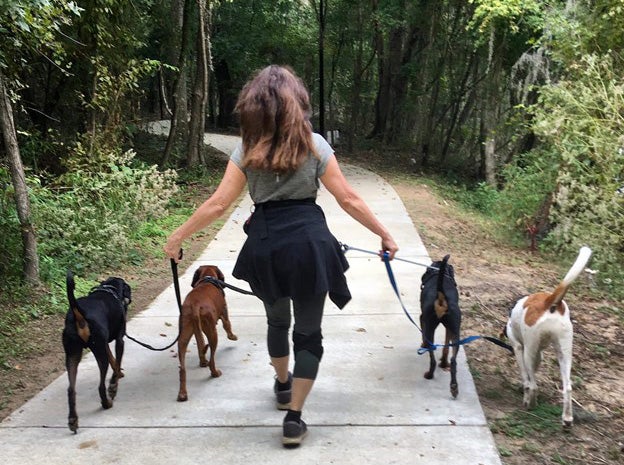 The back of a woman walking four dogs at the same time